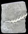 Archimedes Screw Bryozoan Fossil - Illinois #53345-1
